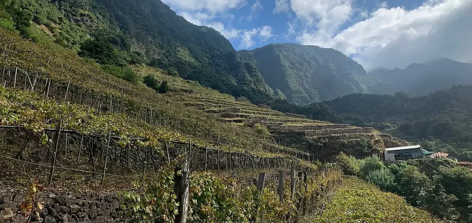 Camara de Lobos Vineyard