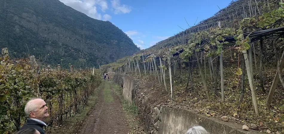 Camara de Lobos Vineyard