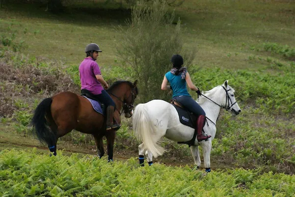 Horse Riding in Madeira