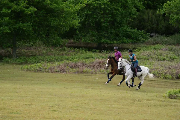 Horse Riding in Madeira