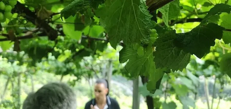 Madeira Wine Tour vineyard camara de lobos