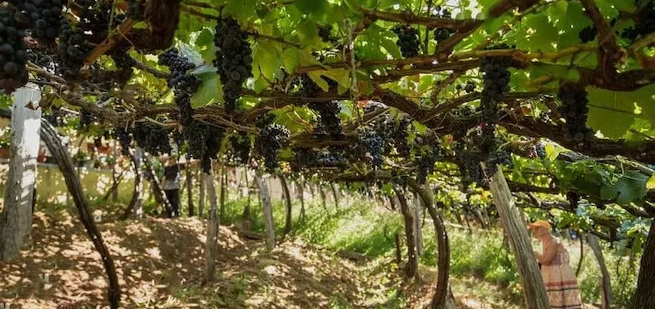 vineyard camara de lobos 3