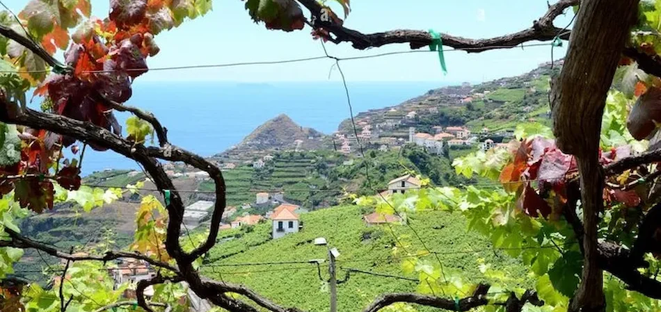 vineyard camara de lobos